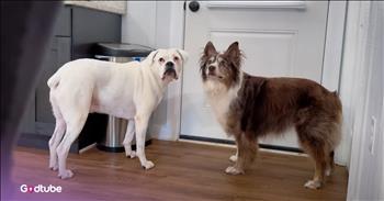 <p>These two pups refused to let their owner leave. When they saw their owner preparing to exit the house, the canines took matters into their own paws. Watch the short but hysterical clip to see the drastic measures these two dogs took when they saw their owner readying to leave the house for the day.</p>

<p>Animals are easily some of the best things about living on Earth. We really do not deserve them. Their presence in our lives is yet another way the Lord blesses us. With a straight face, can anyone honestly say they are not animal lovers? &nbsp;I didn&rsquo;t think so. At the very least, everyone still respects those critters.</p>

<p>But when it comes to animals, most people will agree that there is one furry, four-legged creature that stands out among the rest: dogs. They are, after all, man&rsquo;s best friend, and they haven&rsquo;t received that special designation for nothing. Dogs are loyal to a fault and love unconditionally. Show a dog a little bit of kindness one time, and you&rsquo;ve got a friend for life, guaranteed.</p>

<p>As everyone knows, dogs get overly excited whenever you walk through the door. They will jump all over you and cover you with their slobbery, wet kisses every time, and it doesn&rsquo;t matter if you&rsquo;ve been gone five months, five days or five minutes. They are happy to see you no matter what. But as <a href="https://www.youtube.com/watch?v=S9r-NW4On-M">one hilarious clip posted on YouTube shows</a>, dogs would rather you never leave the house, ever.</p>

<p>In the video, the two pups sense something is awry and don&rsquo;t like it. Their owner is getting ready to leave the house, and the dogs have other ideas. When she approaches the door to go, they block her exit.</p>

<p>Then, they take even more drastic and unexpected measures to keep her home with them, where they feel she belongs.</p>

<p><em><strong><a href="https://www.godtube.com/bible/genesis/1-21">Genesis 1:21</a></strong> &ldquo;And God created great whales, and every living creature that moves, which the waters brought forth abundantly, after their kind, and every winged fowl after his kind: and God saw that it was good.&rdquo;</em></p>
