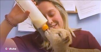<p>A rescued lamb enjoys office life and playtime with its owner&rsquo;s coworkers. The cute little animal went to work with its owner, and unlike most people, absolutely loved going into the office every day. Watch the short but heartwarming clip to hear more about this adorable creature.</p>

<p>Animals, like humans, are part of God&rsquo;s creation. They are also some of the best things about living on Earth. Who doesn&rsquo;t love animals? Even if you don&rsquo;t consider yourself a pet person, no person can deny the inherent cuteness and adorableness of a kitten, a puppy or a pony. If they do, just remember that they are simply wrong and probably someone to avoid in the future.</p>

<p>Even animals we don&rsquo;t typically think of are incredibly precious and lovable when young. For instance, lambs are some of the sweetest creatures you&rsquo;ll ever encounter. Again, if you believe otherwise, you are wrong. Just look at those precious beings! <a href="https://www.youtube.com/watch?v=PIPQ_AYDaus">A clip posted on YouTube</a> tells of a rescued lamb that loved tagging along with its owner to the office.</p>

<p>In the clip, the lamb&rsquo;s owner, who narrates the video, mentions that Graham, the lamb, won hearts around the office immediately. They instantly fell in love with the little guy. However, as mentioned, the lamb quickly picked out a favorite coworker. The woman would &ldquo;sit on the floor with him for, like, an hour straight.&rdquo; &nbsp;</p>

<p>When she secured possession of Graham, a rescued lamb, the animal was in bad shape. The lamb had a broken leg and had to undergo surgery to fix the issue. Following the surgery, she brought Graham to work with her so she could continue to keep an eye on the lamb while it recovered.</p>

<p>Slowly, Graham was introduced to the outside world and made a couple of four-legged and furry friends. Later in the clip, the woman mentions that the lamb has apparently completed all its work, because it no longer needs to go into the office.</p>

<p><em><strong><a href="https://www.godtube.com/bible/genesis/1-21">Genesis 1:21</a></strong> &ldquo;And God created great whales, and every living creature that moves, which the waters brought forth abundantly, after their kind, and every winged fowl after his kind: and God saw that it was good.&rdquo;</em></p>
