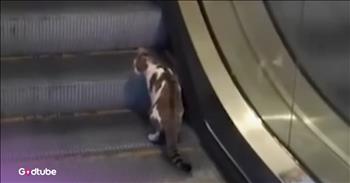 This Cat’s Escalator Battle Is Too Funny to Miss