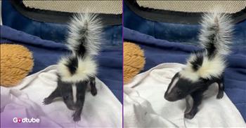 <p>This baby skunk might be the cutest thing you see all day. The tiny animal moves around, making some of the most adorable noises possible. Watch the short but unbelievably precious video to see the baby skunk do its thing.</p>

<p>Can anyone, with a completely straight face, honestly say they dislike all animals? Someone who would answer yes to that question would be an individual to steer clear of. They would also come across as pretty untrustworthy. Given the vast, truly astounding number and kinds of animals on the earth, how could anyone truly say, with complete certainty, that they hate every kind and type of animal?</p>

<p>Now, while nearly every person appreciates animals, it is true that not all animals are liked and treated equally. It's simply not intelligent or safe to treat a lion or a tiger the same way you would a dog or a cat. Most people are smart enough to keep a safe distance and a thick, reinforced barrier between them and a lion, a cheetah, an alligator or something similar.</p>

<p>While skunks are not nearly as deadly as gators or bears, they are still heavily avoided. No one wants to get close enough to the black-and-white being to anger or frighten a skunk and feel and smell its wrath. That would be a terrible and odorous situation. However, <a href="https://www.tiktok.com/@cincinnatizoo/video/7546651174087216398">a clip posted on social media</a> shows how, despite their reputation for spraying those they view as threats, they are still pretty cute creatures, especially when they are babies.</p>

<p>The Cincinnati Zoo posted a video showing Marshmallow, the little guy, walking around and jumping about. In the clip's description, the zoo claims Marshmallow is "practicing his big tough skunk scoots (and falling over a little)." &nbsp;</p>

<p>If that is one of the cutest things you have ever seen, I don't know what could possibly qualify.</p>

<p><em><strong><a href="https://www.godtube.com/bible/genesis/1-21">Genesis 1:21</a></strong> "And God created great whales, and every living creature that moves, which the waters, brought forth abundantly, after their kind, and every winged fowl after his kind: and God saw that it was good."</em></p>
