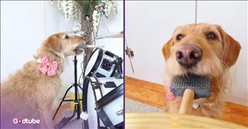 <p>Every once in a while, a video comes along that makes you smile so big your heart feels lighter&mdash;and this is one of them. This dog plays the drums to Aretha Franklin&rsquo;s iconic hit, &lsquo;Respect.&rsquo; And you don&rsquo;t want to miss it!</p>

<p>Imagine a pup straight out of&rsquo; Lady and the Tramp,&rsquo; with soulful eyes and ears that flop in rhythm, keeping perfect time to the music. Yes, you read that right. This four-legged drummer is on beat, pounding the drums and even hitting the cymbals like a pro. And it&rsquo;s paws-itively adorable.</p>

<p>His human <a href="https://www.instagram.com/p/DJw9f1CNkFT/">laughs</a>, &ldquo;So many people underestimate dogs - how much they&rsquo;re capable of, how much they can help people etc. I should know! I never dreamed a dog would come into my life who would help me so much with my mental health, and who I could share my favourite things with. Never would I have dreamed I&rsquo;d ever be able to perform music with my furry best friend! But here we are.&rdquo;&nbsp;</p>

<p>She admits she never imagined a dog could bless her life in so many ways&mdash;how his companionship has carried her through hard days and how they share her favorite music together. That&rsquo;s the thing about dogs: they sneak into our lives with wagging tails and before we know it, they&rsquo;ve stolen more than a spot on the couch&mdash;they&rsquo;ve stolen our hearts.</p>

<p>As the music plays, this fluffy percussionist doesn&rsquo;t miss a beat. Cymbals shimmer, paws tap, and you can&rsquo;t help but laugh and cheer along. It&rsquo;s Aretha&rsquo;s anthem reborn with a furry twist&mdash;and we&rsquo;re all here for it. Because if there&rsquo;s anyone who deserves a little R-E-S-P-E-C-T, it&rsquo;s our dogs.</p>

<p>So many people underestimate what dogs are capable of&mdash;how they can learn, love, and lift us up. But videos like this remind us: they&rsquo;re not just pets. They&rsquo;re companions, healers, protectors, even music partners. They are the grace notes in our everyday lives, the loyal friends who turn silence into song and loneliness into laughter.</p>

<p>&ldquo;Dogs deserve all the RESPECT humans are capable of,&rdquo; she <a href="https://www.instagram.com/p/DJw9f1CNkFT/">says</a>, and we can all agree. These furry friends deserve to be loved and cherished as family. Here&rsquo;s to all the doggos who bring joy, healing, and surprise into our days.</p>

<p>So take a moment&mdash;watch this video, share it with a friend who needs a smile, and let yourself laugh at the sight of a pup hitting cymbals on beat. It&rsquo;s proof that joy can come on four paws and a wagging tail. Because sometimes God&rsquo;s best blessings have fur, floppy ears, and an incredible sense of rhythm.</p>

<p><em><strong><a href="https://www.godtube.com/bible/psalms/150-6">Psalm 150:6</a></strong> &ldquo;Let everything that has breath praise the Lord.&rdquo;</em></p>
