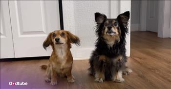 Dogs Plot to Snag a Treat, But Things Don’t Go as Planned