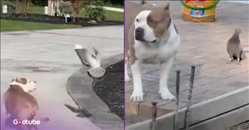 <p>A pigeon and a pit bull have formed what is perhaps the sweetest friendship. These two seemingly mismatched and unlikely pals have an adorably close bond. Watch the short but cute clip to learn more about this odd friendship between a pigeon and a pit bull.</p>

<p>It&rsquo;s impossible to have too many friends. Saying that you&rsquo;ve reached your friend limit would be like saying that you don&rsquo;t enjoy music or that eating food is an annoyance; it just doesn&rsquo;t make sense. Sure, some people might be closer friends than others, but having too many friends in your life isn&rsquo;t a thing. We can always use more friends.</p>

<p>Friendships help make life a fuller and richer experience. Life is better when shared and experienced with others. Human beings aren&rsquo;t designed to be islands unto themselves but instead created to have connections and relationships with others. <a href="https://www.youtube.com/watch?v=uvTpPI8YJJE">As an adorable clip posted on YouTube</a>, the same could also be said for animals.</p>

<p>The video details the sweet friendship and bond between Tyson, a pigeon, and Lucky, a pit bull. Yes, that is an incredibly likely pairing, but the clip&rsquo;s narrator, Lucy and Tyson&rsquo;s owner, shares some of what these two pals do every day together.</p>

<p>&ldquo;Every morning, Lucy wants to go into the garage,&rdquo; Gena says. &ldquo;So, then Tyson wakes up, and then I let him out. And then I open the door, and they both go out together. They hang out in the driveway. It&rsquo;s, like, so weird.&rdquo;</p>

<p>Gena also explains how Tyson and Gena became part of her family. Although Tyson and Lucy may have had different beginnings, they have both found lifelong pals in one another.</p>

<p>While Lucy and Tyson do enjoy each other&rsquo;s company, there is one thing that Lucy refuses to accept from Tyson.</p>

<p>&ldquo;She [Lucy] lays under the tree and hangs out by him,&rdquo; she said. &ldquo;She doesn&rsquo;t love when he tries to ride on her back. I think he startles her.&rdquo;</p>

<p>Nature will often give us weird pairings, but a pigeon and a pit bull being pals has to be one of the strangest.</p>

<p><em><strong><a href="https://www.godtube.com/bible/genesis/1-21">Genesis 1:21</a></strong> &ldquo;And God created great whales, and every living creature that moves, which the waters brought forth abundantly, after their kind, and every winged fowl after his kind: and God saw that it was good.&rdquo;</em></p>
