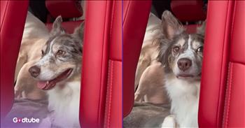 <p>A pup realized it was heading to the vet, and its reaction was priceless. The animal responded in an entirely understandable and completely hysterical fashion. Watch the short but hilarious clip to see how the canine responded when informed that a trip to the vet was in its immediate future.</p>

<p>No one enjoys going to the doctor. Can you name anyone who loves going to the doctor? I know I can't. Even routine, yearly checkups are appointments no one eagerly anticipates (sorry, Doc!). Being poked, prodded, stuck with needles and being asked incredibly personal questions is no one's idea of a good time.</p>

<p>Despite our reticence and apprehension about doctor visits, they are necessary. The first step in solving a health problem is learning that it even exists. Ignoring a health issue and burying your head in the sand will never make the problem magically disappear. Still, while we know this, we hate going to see the doctor, regardless of how warm and welcoming they might be. So, it's understandable why animals don't enjoy going to the veterinarian.</p>

<p><a href="https://www.youtube.com/shorts/NjpV3OGzSTM">A hilarious clip posted on YouTube</a> captures the moment a dog learned it was headed to the vet's office. Given how the dog immediately responded, it clearly knew exactly what was happening, and the sweet pup was not pleased. It did not even attempt to hide its utter contempt about this news.</p>

<p>Moments before the animal is told about the trip to the vet's office, it is happy as can be, enjoying a dog's life. It's likely thinking about all the places it will nap that day. But when the dog is informed about the vet, it&rsquo;s like a bomb goes off and completely ruins the pup's mood and day.</p>

<p>"Luna, I'm sorry to inform you, we're going to the vet," the woman behind the camera announces.</p>

<p>The dog immediately closes its mouth and stares directly and angrily at the woman.</p>

<p>It's happening on the pup's birthday, making the trip even worse. The woman apologizes, but I don't think Luna is ready to accept that just yet.</p>

<p><em><strong><a href="https://www.godtube.com/bible/genesis/1-21">Genesis 1:21</a></strong> "And God created great whales, and every living creature that moves, which the waters brought forth abundantly, after their kind, and every winged fowl after his kind: and God saw that it was good."</em></p>
