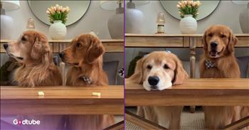 <p>These lovable pups failed the challenge but won hearts. The two dogs were given a nearly impossible task, essentially set up to fail. Watch the short but oh so adorable clip to see what challenge these two sweet pups failed.</p>

<p>We all love eating. Is there anyone who doesn&rsquo;t love ingesting delicious, mouth-watering food? The correct and only answer: no. Even in these highly polarized, extremely divisive times, the enjoyment and love of eating is one of the few universally beloved things we can all agree upon. People love food.</p>

<p>As it turns out, humans aren&rsquo;t the only creatures on Earth who enjoy eating. Animals also love filling their stomachs to their heart&rsquo;s content. Every pet owner &ndash; past and present &ndash; knows and understands that animals deeply love and appreciate food. When it&rsquo;s dinner time for an animal, and they anticipate food, you cannot get it in their bowl fast enough. As soon as the food lands in their bowl, they gobble down their meal as if they haven&rsquo;t been fed in ages.</p>

<p><a href="https://www.youtube.com/shorts/eqYUH2TAqiw">In a clip posted on YouTube</a>, two pups are put to the ultimate challenge. While sitting at a table, both have a piece of cheese placed in front of them. However, they are then instructed that they cannot enjoy the small cube of cheese. The woman behind the camera tells them that they must wait until she returns before enjoying the delicious dairy product.</p>

<p>Hilariously enough, after she leaves, both dogs stare in her direction, almost as if they are desperately awaiting her return so they can eat the cheese. It&rsquo;s clear that they both want to eat the food in front of them, and if they continue to avoid looking at it, they might be able to resist eating it.</p>

<p>Surprisingly, they are able to withstand the temptation longer than most people would have thought. Most dogs would have eaten the cheese as soon as possible.</p>

<p><em><strong><a href="https://www.godtube.com/bible/genesis/1-21">Genesis 1:21</a></strong> &ldquo;And God created great whales, and every living creature that moves, which the waters brought forth abundantly, after their kind, and every winged fowl after his kind: and God saw that it was good.&rdquo;</em></p>
