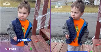 <p>This toddler's reaction to his destroyed pumpkin is comedy gold. After making the unfortunate discovery, the young man had an immediate and hilarious response. Watch the short and hysterical clip to hear what the young man said after finding the pumpkin, and who he believes is responsible.</p>

<p>Children are, without a doubt, the biggest and best blessing anyone can receive. They add so much happiness, love and joy to life, making it better in every way imaginable. There is nothing quite like being a parent. Watching and spending time with those little ones as they grow and learn are precious moments that we wouldn&rsquo;t trade for anything.</p>

<p>In addition to all the love and joy they add, children make for some pretty good entertainment. They are often good for a belly laugh due to the cute and unexpected things they say and do. When children are involved, expect the unexpected &ndash; a rule every parent knows to be true. <a href="https://www.youtube.com/shorts/TIA1L6QwiWM">A clip posted on YouTube</a> proves this to be the case.</p>

<p>In the video, the young man cautiously approaches a set of steps. However, before making his way up the steps, he makes a pit stop and makes an unfortunate and shocking discovery. The top half to the pumpkin resting at the bottom of the steps is entirely gone. It's unclear who or what did that to the orange fruit, but the young man is not pleased with the pumpkin's current state.</p>

<p>Hilariously, the little guy expresses his frustration, and in doing so, he names who he believes vandalized his pumpkin.</p>

<p>"The moose ate my pumpkin," he says, while peering down at what is left of the pumpkin.</p>

<p>"No! Moose?" the little guy adds. "The moose, he ate my pumpkin."</p>

<p>"Dang it, moose!" he says.</p>

<p>I'm sure he'll conduct a complete and thorough investigation to determine the cause of the situation and find the culprit who destroyed his pumpkin.</p>

<p><em><strong><a href="https://www.godtube.com/bible/proverbs/22-6">Proverbs 22:6</a></strong> "If a child is trained up in the right way, even when he is old, he will not be turned away from it.</em></p>
