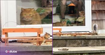 <p>Two cats settled in to watch a show and could not be happier. The felines spotted something that caught their attention, and it was clear they were not going anywhere until it was over. Watch the short but oh so cute clip to see what had the two felines so captivated.</p>

<p>With a straight face, can anyone say they do not love animals? I know I can&rsquo;t think of anyone like that, and you&rsquo;re probably in the same boat. Even if someone does not consider themselves an animal lover, it&rsquo;s impossible not to like and appreciate those cute and cuddly creatures, at the very least.</p>

<p>Animals just make life better in every way imaginable. They are loyal to a fault, love unconditionally and are, without a doubt, some of the best friends you&rsquo;ll ever have. They are always there, regardless of what kind of day you had, ready and excited to see you every time you walk through the door. It doesn&rsquo;t matter if you&rsquo;ve been gone five minutes or five years; their reaction will be the same.</p>

<p>However, while dogs, cats, rabbits, birds and others have become domesticated, they are still very much so animals, possessing animal instincts and tendencies. <a href="https://www.instagram.com/p/DNc9DmnObBM/">A clip posted on social media</a> makes this entirely clear by showing how captivated two cats and a pup were by what they spotted outside. They could not take their eyes off the scene just beyond the glass door.</p>

<p>The clip begins with a young man sprinkling food on his back porch, knowing who will likely show up to feast on the free food. Hilariously, an orange cat also seems to know what is about to happen and grabs a spot, settling in for the show that is about to take place.</p>

<p>Soon enough, a chipmunk and a squirrel appear to take advantage of the free meal. The cats cannot take their eyes off the scene for even one second. They want nothing more than to get their paws on one of those critters.</p>

<p><em><strong><a href="https://www.godtube.com/bible/genesis/1-21">Genesis 1:21</a></strong> &ldquo;And God created great whales, and every living creature that moves, which the waters brought forth abundantly, after their kind, and every winged fowl after his kind: and God saw that it was good.&rdquo;</em></p>
