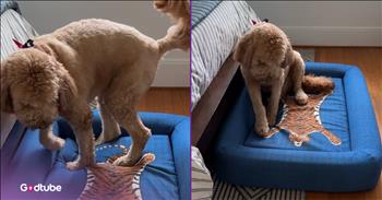 <p>This pup&rsquo;s careful (and funny) introduction to his new bed is pure gold. The dog wanted to make entirely sure that its new place to catch some sleep was 100 percent safe. Watch the short but laugh-out-loud funny clip to see how this dog responded when it saw something that made it a little uneasy.</p>

<p>Most people love and adore animals. Those cute, cuddly critters are so fantastic that it&rsquo;s hard to imagine someone saying that they aren&rsquo;t an animal person or stating how they don&rsquo;t even like them. Animals add an incredible amount of joy and happiness to every pet owner&rsquo;s life.</p>

<p>Like every person, animals are also unique. Even though some may look similar, they have their own unique personality, likes and dislikes. No two dogs, or cats, for that matter, will react to a situation and environment in the same way. Some may exercise caution in instances when others are more reckless and carefree, acting with little or no consideration of what may happen.</p>

<p><a href="https://www.tiktok.com/@thehomeupdate/video/7528459552325389599">A clip posted on social media</a> captures a pup using a great deal of caution for a rather hilariously unexpected reason. The dog proceeded carefully until it could determine that everything was OK, and it was not in danger. Even when the animal tried to relax, it was clear that it was still not 100 percent comfortable with its environment.</p>

<p>In the video, a dog is introduced to its new bed. Most would think that pup would be over-the-moon thrilled with a new place to catch some shuteye, but not this dog.</p>

<p>The animal slowly climbed into its bed, examining and sniffing the new, comfortable object. In the middle of the bed is a print of a tiger, and the dog seemed to be a little freaked out by the design of the large cat.</p>

<p>Even when the dog finally settled down in bed, it did its best not to touch the print, choosing to lie down on one side of the bed, rather than in the middle.</p>

<p><em><strong><a href="https://www.godtube.com/bible/genesis/1-21">Genesis 1:21</a></strong> &ldquo;And God created great whales, and every living creature that moves, which the waters brought forth abundantly, after their kind, and every winged fowl after his kind: and God saw that it was good.&rdquo;</em></p>
