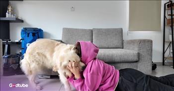 <p>This dog&rsquo;s reaction to its owner &ldquo;crying&rdquo; will melt your heart. The pup wasted no time stepping in and taking action when it thought its owner was in pain and distressed. Watch the short but precious clip to see the pup&rsquo;s adorable move when it believed its owner was upset.</p>

<p>How can anyone say they don&rsquo;t love animals? Anyone who says they don&rsquo;t like animals is probably someone to avoid. Why and how could you not absolutely adore animals? They make life fuller, richer and simply better. Everything is better when an animal is around.</p>

<p>Those precious critters love unconditionally and are loyal to a fault. No matter the time of day or if you were gone five minutes or five months, that animal will be just as happy to see you, every single time. They are some of the best friends you&rsquo;ll ever have on this Earth. <a href="https://www.youtube.com/watch?v=BoHrTe65vvY">A clip posted on YouTube</a> gives us yet another reason why animals are special and how we often do not deserve them.</p>

<p>In the video, a woman starts fake crying. Of course, she is not in any real pain or agony. No actual tears are falling from her eyes and streaming down her face. She simply wants to see how her beautiful golden retriever will respond to the situation. Hilariously, she does not have to wait long for the pup&rsquo;s reaction.</p>

<p>Seconds after hearing its owner&rsquo;s faux crying, the golden retriever leaps into action. It started by immediately jumping all over the woman, trying to get to her face, almost as if it were trying to dry her nonexistent tears. &nbsp;</p>

<p>The dog responded in a way to offer the woman comfort and aid. The animal could not bear to see someone it loved and cared for hurt in any way. It was going to do what it could to make her feel better and alleviate her pain, and didn&rsquo;t stop until it was convinced she was OK.</p>

<p><em><strong><a href="https://www.godtube.com/bible/genesis/1-21">Genesis 1:21</a></strong> &ldquo;And God created great whales, and every living creature that moves, which the waters brought forth abundantly, after their kind, and every winged fowl after his kind: and God saw that it was good.&rdquo;</em></p>
