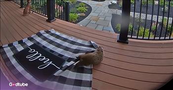 <p>This is the cutest attempted theft you&rsquo;ve ever seen. The would-be criminals had their sights set on a couple of items, but it did not work out for them. Watch the short but adorable clip to see these two tiny delinquents try but fail to execute their heist plan.</p>

<p>We live in a fallen, broken and lost world, and that will, unfortunately, always be the case. People are hurting and struggling, calling out for help as they scratch and claw to make it through another day. Sin has ruined and destroyed every aspect of our world and society.</p>

<p>Due to the constant, pervasive and ever-increasing nature of sin in our world, crime will always and forever remain a part of society. It does not matter how many police officers are added to the force or what laws a politician may pass in an attempt to eradicate crime; it will not work. Criminals will always exist. Crime, because of the presence of sin, will remain, and that is a sad but undeniable fact.</p>

<p><a href="https://www.youtube.com/watch?v=1vykGTj7NXo">A clip posted on YouTube</a> captured two criminals red-handed, in the act. The cute and cuddly would-be lawbreakers are spotted trying to make off with two items &ndash; a front door mat and a pillow. While they were ultimately not successful with their nefarious deed, the two adorable animals did not go down without a fight.</p>

<p>The two groundhogs gave it all they had as they tried their darndest to drag those items away, hoping to claim them as their own.</p>

<p>It&rsquo;s unclear why the groundhogs weren&rsquo;t successful, though. It seemed like it almost worked. At one point, the groundhog, who was interested in the mat, nearly made it off the porch with the item in its mouth. The pillow seems like it should not have given the animals much trouble either. Perhaps they ran out of energy and will need to refine their plan and tactics if they attempt this theft again.</p>

<p><em><strong><a href="https://www.godtube.com/bible/genesis/1-21">Genesis 1:21</a></strong> &ldquo;And God created great whales, and every living creature that moves, which the waters brought forth abundantly, after their kind, and every winged fowl after his kind: and God saw that it was good."</em></p>
