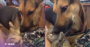 <p>This pup&rsquo;s sweet gesture toward a kitten will warm your heart. The two unlikely pals made for one of the cutest and sweetest moments you&rsquo;ll have ever seen. Watch the short and adorable clip to see what the dog did to its feline friend that is almost too cute.</p>

<p>Dogs and cats are natural enemies. That&rsquo;s at least what nearly every single movie and television show would lead you to believe. The differences between those two creatures are too vast for them ever to overcome. They couldn&rsquo;t possibly ever put their differences aside and become pals, right?</p>

<p>Well, those movies, television shows and cartoons may not be entirely correct. Sure, pitting dogs and cats against one another has been done before and continues to be done in popular media, but it appears that they don&rsquo;t have a natural inclination to hate one another. Of course, there are likely some dogs that don&rsquo;t appreciate or get along with cats and vice versa. But I have a sneaking suspicion that canines and felines can get along and coexist if given the opportunity.</p>

<p><a href="https://www.youtube.com/shorts/gsoyBYe-gK4">A clip posted on YouTube</a> captures a heartwarming moment between a dog and a cat. The dog, as the video&rsquo;s text indicates, must have spotted something on the kitten&rsquo;s face and then decided to address the problem and provide a solution.</p>

<p>The full-grown pup gives the kitten a thorough and vigorous bath, ensuring that not a single inch of the cat is missed. While most would have expected the cat to turn the dog&rsquo;s offer of a bath away immediately, the cat truly seemed to enjoy the canine-provided bath. It appears as happy as can be, as it even moves its head around to help the canine reach every spot on his head and face.</p>

<p>Perhaps cats and dogs are not destined to be enemies who want nothing more than to see the other&rsquo;s destruction and downfall. Maybe they can be friends after all.</p>

<p><em><strong><a href="https://www.godtube.com/bible/genesis/1-21">Genesis 1:21</a></strong> &ldquo;And God made great whales, and every living creature that moves, which the waters brought forth abundantly, after their kind, and every winged fowl after his kind: and God saw that it was good.&rdquo;</em></p>

