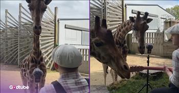 <p>Ed Sheeran's cover draws adorable and unexpected audience members. Every once in a while, the internet hands us a moment so gentle it feels like a deep breath we didn&rsquo;t know we were holding. That&rsquo;s exactly what happens when you stumble across a video from Plume Music. His audience isn&rsquo;t one you&rsquo;d expect, but if you love wildlife, or quiet beauty that feels almost sacred, you&rsquo;re going to want to linger here awhile.</p>

<p>Perched on a hill, Plume looks like an old soul perfectly at home in the world. He sits comfortably in a chair, pink guitar resting in his hands, suspenders holding up his pants like they&rsquo;ve been doing this faithful work for decades. There&rsquo;s nothing rushed about him. Nothing performative. Just a man, a guitar, and a wide-open landscape that feels like it&rsquo;s listening, too.</p>

<p>Then he begins to sing.</p>

<p>It&rsquo;s a slow, unfolding version of Ed Sheeran&rsquo;s &lsquo;Perfect,&rsquo; softened and stretched like honey poured over time. His voice doesn&rsquo;t demand attention; it invites it. The kind of song you&rsquo;d expect to drift through an early morning, when the air is still, and the light hasn&rsquo;t decided what it wants to be yet. The music feels peaceful. Almost magical. The kind that makes you sit a little straighter without realizing why.</p>

<p>And just when you think the moment has reached its peak, it somehow deepens.</p>

<p>A giraffe wanders into view.</p>

<p>Then another.</p>

<p>They approach with the kind of curiosity only animals seem to have&mdash;unbothered, unhurried, wholly present. They sniff the guitar. They listen. They stay. And suddenly you&rsquo;re watching something that feels like it belongs in a children&rsquo;s book or a dream you&rsquo;ll wish you could return to later.</p>

<p>As a mom, I couldn&rsquo;t help but imagine how lovely it would be to be serenaded like that&mdash;coffee in hand, walking through the backyard in the quiet of morning while music floats through the air. No noise. No rushing. Just beauty meeting you where you are. And yes, I&rsquo;ll admit it, I felt a little jealous of the giraffes, but more enchanted and completely undone in the best way.</p>

<p>There&rsquo;s something about watching animals pause for music that reminds us of what we&rsquo;ve forgotten. That wonder doesn&rsquo;t need an audience. That beauty doesn&rsquo;t need applause. Sometimes it just needs a pink guitar, an open hill, and a song sung slowly enough for the soul to catch up.<br />
And for a few minutes, thanks to Plume, the world feels softer.</p>
