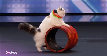 <p>This<em> America&rsquo;s Got Talent</em> cat performance is absolutely purr-fect. These cute and cuddly felines put on quite the show for the judges and studio audiences, thrilling them with their adorable tricks and amazing feats. Watch the short but captivating clip to see what these critters can do.</p>

<p>Everyone loves animals, and if you don&rsquo;t, well, chances are there might be something wrong with you. How can you not adore and appreciate those creatures? Even if you&rsquo;re not a current pet owner, there is just so much to love about animals.</p>

<p>Although we may all love animals, there is something we need to discuss. Cats and dogs, which are the animals people keep as pets, are totally different. Canines, for the most part, will do whatever you tell them. Sure, they may need to be shown several times before they get the message, but they&rsquo;ll do it, nonetheless. Cats, on the other hand, are, without question, some of the hardest-headed, strongest-willed animals you&rsquo;ll ever encounter.</p>

<p>Understanding this about the nature of cats made <a href="https://www.youtube.com/watch?v=tzWXKI5cGgc">this particular audition on <em>America&rsquo;s Got Talent</em></a> a bit nerve-wracking. Admit it, you were wondering the whole time whether the cats would actually perform the tricks they have been trained to do. A cat will only do what it wants to do and only when it wants to do it. No amount of prodding or coaxing from you will make a difference.</p>

<p>Despite what we all know about those cute, furry and cuddly felines, they took the AGT stage and put on one of the most adorable performances you&rsquo;ll ever see. Moments into their routine, the entire studio audience, including all four of the show&rsquo;s judges, was on their feet, giving the felines a well-deserved standing ovation.</p>

<p>As would be expected after such a remarkable performance, the judges showered the cats and their trainers with compliments, giving them four unanimous yes votes and advancing them to the next round.</p>

<p><em><strong><a href="https://www.godtube.com/bible/genesis/1-21">Genesis 1:21</a></strong> &ldquo;And God created great whales, and every living creature that moves, which the waters brought forth abundantly, after their kind, and every winged fowl after his kind: and God saw that it was good.&rdquo;</em></p>
