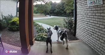 <p>This dog desperately wanted its buddy to come out and play, and it&rsquo;s too cute! The canine knew exactly where to find its pal and was more than ready to have some fun. Watch the short but adorable clip to see how the dog acted when it knew it was playtime.</p>

<p>Who does not love animals? Do you know anyone who genuinely dislikes animals? Hopefully, you do not. Even if you&rsquo;re not a current pet owner, it&rsquo;s a safe bet that you probably have a soft spot for those cute, cuddly creatures. How could you not?</p>

<p>Having a pet makes life better, a much fuller and richer experience, in every way imaginable. Everything is better when there&rsquo;s an animal around, and all pet owners &ndash; past and present &ndash; know this to be 100 percent true. An incredibly sweet and adorable clip posted proves that even other animals seem to know this to be true.</p>

<p>The short 40-second video begins with the pup standing silently on the neighbor&rsquo;s front porch. It&rsquo;s clear that this dog has an immediate need and wants it fulfilled as soon as possible. After looking at the door for a few seconds, it approaches the door, hoping that its message is received by the people inside and that its buddy is allowed to come out and play.</p>

<p>When the canine senses that something is happening, it becomes overly excited. It begins barking and whimpering, hoping that its companion is finally about to exit the house for some much-needed playtime.</p>

<p>Then, about 25 seconds into the clip, the second dog exits the house, and the two canine pals could not be happier as they race across the front yard, having the time of their lives.</p>

<p>Animals may not be able to talk and verbally express thoughts and opinions, but they have definite ways of letting us know exactly what they want and when they want it.</p>

<p><em><strong><a href="https://www.godtube.com/bible/genesis/1-21">Genesis 1:21</a></strong> &ldquo;And God created great whales, and every living creature that moves, which the waters brought forth abundantly, and after their kind, and every winged fowl after his kind: and God saw that it was good.&rdquo;</em></p>
