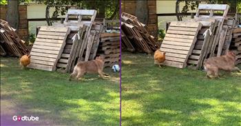 <p>You&rsquo;ll love this cute and comical moment between a dog and its rooster buddy. The two unlikely pals were having the time of their lives playing together. Watch the short but adorable clip to see what a rooster and dog did that will have you laughing hysterically.</p>

<p>Is it possible to have too many friends? Is there a point at which we say, &ldquo;Enough, I&rsquo;ve got all the buddies I want and need?&rdquo; If so, what is that number? Is it the same or different for everybody? Some people may have a different answer and feel otherwise, but I don&rsquo;t think it's possible to have too many friends.</p>

<p>Friends make life better, a fuller and richer experience. They are the people who are there whenever you&rsquo;re down and going through a painful or tumultuous time. They provide a shoulder to cry on and a steady, listening ear. Additionally, friends are people we celebrate the good times with and are some of the first individuals we tell whenever something exciting happens.</p>

<p>Another great thing about friendships is that they can form at any time and in any place. People, or creatures, from all walks of life can become fast friends.<a href="https://www.youtube.com/watch?v=v3JwwcsGXMQ"> A sweet clip posted on YouTube</a> proves this to be the case.</p>

<p>In the video, two unlikely pals &ndash; a rooster and a dog &ndash; are enjoying some fun in the sun together. It begins with the rooster lurking around a large pile of pallets. Seconds later, the dog pops its head around the corner, getting a peek at its feathered friend. Then, it&rsquo;s off to the races.</p>

<p>The rooster and the dog chase one another around the stack of pallets, enjoying every second of their time together. They go back and forth, with each taking turns chasing the other.</p>

<p>How can you not love animals?</p>

<p>What a hilarious and adorable display of friendship!</p>

<p><em><strong><a href="https://www.godtube.com/bible/genesis/1-21">Genesis 1:21</a></strong> &ldquo;And God created great whales, and every living creature that moves, which the waters brought forth abundantly, after their kind, and every winged fowl after his kind: and God saw that it was good.&rdquo;</em></p>
