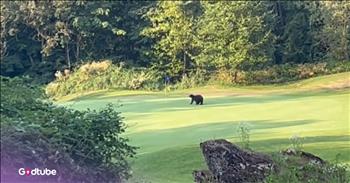 <p>A bear was caught having the time of its life on a golf course. The massive wild animal spent some time on the green, basically taking over this particular hole on the course. Watch the short but jaw-dropping clip to see what a bear did while enjoying some time on a golf course.</p>

<p>Golf is an activity that many people enjoy. It makes perfect sense why that is the case. Playing golf allows participants to shut their minds off from the outside noise - all the stress and worries from their everyday lives. When playing, all a golfer is concentrating on is hitting the ball as far and as straight as possible. How could that not be a pleasant, relaxing and enjoyable activity?</p>

<p>On the other hand, having played golf a time or two, I can say that it&rsquo;s so slow and incredibly dull. While some people love nothing more than being out on the links, that does not appeal to me in the slightest. Perhaps you&rsquo;re one of those many people who enjoy golf, and that&rsquo;s fine, but it&rsquo;s just not a sport for me.</p>

<p>A clip posted&nbsp;shows that one animal seems to be a massive fan of the game, or at least parts of it. The video captures a bear near one of the course&rsquo;s holes. Apparently, after spotting the hole&rsquo;s flag, he decided to test its flexibility. The massive animal is seen pulling the flag all the way over, essentially to the point where it touches the ground. Surprisingly, the pole does not snap, remaining intact despite the massive animal using its considerable might while playing.</p>

<p>I understand that all golf courses come with their specific set of hazards (roughs, hills, water, etc.) to make holes more challenging, but I&rsquo;m guessing none of them were designed with massive wild animals disrupting play in mind. That would be one hole and course that I would most certainly avoid.</p>

<p><em><strong><a href="https://www.godtube.com/bible/genesis/1-21">Genesis 1:21</a></strong> &ldquo;And God created great whales, and every living creature that moves, which the waters brought forth abundantly, after their kind, and every winged fowl after his kind: and God saw that it was good.&rdquo;</em></p>
