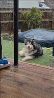 Luna, a 4-year-old Alaskan Malamute adopted from Saints Sled Dog Rescue over two years ago. In the video, snow falls heavily as the owner calls to Luna, who sits outside calmly, enjoying the flurries. Despite the snow hitting her face and body, Luna remains relaxed, delighting in the winter weather and showcasing the joy of a dog embracing a snowy day.
