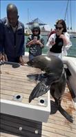 The seal getting on the boat and posing for pics. Credit: Anya_sway
