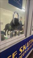 Glasgow ice skating ticket vendor is a puppy and two women try to buy tickets from him. Credit: Beth Knigh