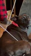 Family received back scratchers for Christmas and started using them. On our 12 year old pit bull named Onyx and she ate up every second of it! She will take any affection she can find and the boys in our family didn’t disappoint. Credit: Karissa jones