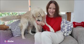 <p>This adorable pup really wanted that treat. The canine obviously knew what was going on and would stop at nothing until its desire for a treat was fulfilled. Watch the short but sweet clip to see how the precious pup reacted when it suspected a treat was nearby.</p>

<p>Is there anything better than a scoop of your favorite ice cream or a mouth-watering piece of chocolate? Who doesn&rsquo;t love a treat now and then? We all do, of course, but if we&rsquo;re being honest, we probably indulge ourselves a little too much at times with a sweet, tasty treat.</p>

<p>As it turns out, human beings aren&rsquo;t the only creatures on Earth who enjoy a treat. Animals love receiving a treat as well. If you&rsquo;ve been a pet owner, you know this all too well. Whenever that pup or feline believes they are about to be treated with something special, they get overly excited. It often gets to the point where they can&rsquo;t contain themselves. This is precisely what happened <a href="https://www.youtube.com/watch?v=4g7Icsed3sk">in a clip posted on YouTube</a>.</p>

<p>In the video, the beautiful golden retriever, Ozzy, is lounging on the couch when he is instructed to &ldquo;sit and wait&rdquo; and &ldquo;be a good boy.&rdquo; After the woman gives the dog these directives, out of nowhere and to the pup&rsquo;s surprise, she disappears from the screen momentarily. While we are unable to see what she did off-camera, Ozzy has a pretty good idea about what she did and grabbed while she stepped away from the couch.</p>

<p>Immediately after she sits down, Ozzy goes right for her hands. He can obviously smell what she is concealing in her hand. It&rsquo;s a treat for Ozzy. Knowing what is mere inches away from his mouth, Ozzy will stop at nothing to make her release the treat so he can enjoy that mouth-watering morsel of goodness.</p>

<p>Eventually, she relents and gives in to Ozzy and his frenzied, overwhelming energy, allowing him to enjoy the delicious treat finally!&nbsp;</p>

<p><em><strong><a href="https://www.godtube.com/bible/genesis/1-21">Genesis 1:21</a></strong> &ldquo;And God created great whales, and every living creature that moves, which the waters brought forth abundantly, after their kind, and every winged fowl, after his kind: and God saw that it was good.&rdquo;</em></p>

