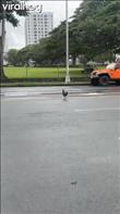 Congratulations Mr. Chicken! You have finally crossed the road!