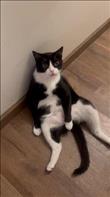 Our cat Bandit loves to sit like a human all over our house. We call it the Al Bundy. Credit: AMJacobson