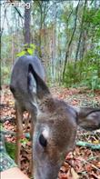 Deer in the woods being friendly. Credit: Hal_ey11