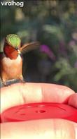 A detailed slow motion video of a hummingbird perching on a hand and feeding. The audio contains chirping and hovering sounds. Credit: @unreal_hummingbirds