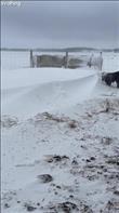 My kids and I were checking on the cows after the snow storm settled. The calf was ready to play in the snow. His mama was the one he buzzed by before he bulldozed himself into the snow.