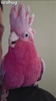 Bailey is a 5-year-old rose breasted cockatoo also known as a Galah. He loves to dance and beatbox with our whole family. In this video he performs his favorite song, 'boots n cats.' Credit: @DjPleazure