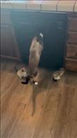Mama Siamese cat shows her two kittens the official Olympic sport of “dishwasher scratching”. At least one of them is an A student…