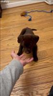 I was playing with my puppy when his teething took over. Little did he know I was prepared. Credit: m0cha.m0ses