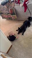 I was in the other room when I heard my 10-month-old son laughing hysterically when I peeked around the corner I saw my 2-year-old border collie playing with him by running back and forth and occasionally giving him little kisses. I quickly pulled out my phone to send to my wife who was at work at the time. Our son absolutely adores the dog but it seemed like our dog couldn’t really care less about his brother until now, which is why it was so adorable to us as you can see how much fun he had making his baby brother laugh.