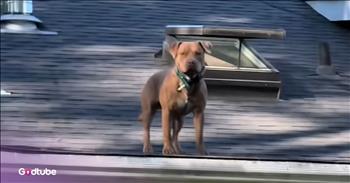 <p>These dogs take mischief to a whole new level &ndash; literally. The pups were spotted having the time of their lives in quite an unusual and elevated spot. Watch the short but hysterical clip to see where the fun took these two pups.</p>

<p>Most animals, at least those who are domesticated, want attention, someone to pay them mind. All pet owners &ndash; past and present &ndash; will wholeheartedly agree with that statement. They understand that their dog or cat needs their presence acknowledged with a few moments of petting, cuddling or a nice treat. It does not matter; most animals are not picky. In fact, most of them would gladly accept all three options.</p>

<p>However, many pets want constant and continual attention. Even though everyone knows that is not a possibility. Some animals could receive this much-desired attention for eight or nine straight hours, and it still would not be nearly enough. That&rsquo;s when some members of the animal community will seek out other activities to fill their time, which are likely only to earn them a stern talking-to and admonishment.</p>

<p><a href="https://www.youtube.com/watch?v=zjWdbFmUBBM">In a clip posted on YouTube</a>, two pups felt the need to take their fun to brand-new heights. When the owner of the two pets walked up to the house, she got a massive surprise. The two dogs were enjoying themselves on the roof of their home. Yes, you read that correctly, the two dogs were on top of the house. And of course, when their owner spotted them and began angrily ordering them to get down, they acted as if nothing out of the ordinary was happening.&nbsp;</p>

<p>They didn&rsquo;t seem to be concerned or worried about the inherent danger of their position.<br />
This clip shows that animals will do what they want when they want, which all pet owners already know very well.</p>

<p><em><strong><a href="https://www.godtube.com/bible/genesis/1-21">Genesis 1:21</a></strong> &ldquo;And God created great whales, and every living creature that moves, which the waters brought forth abundantly, after their kind, and every winged fowl after his kind: and God saw that it was good.&rdquo;</em></p>
