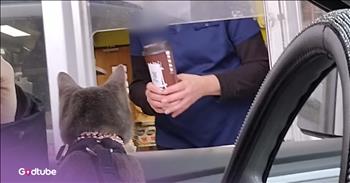 <p>This adorable cat is so affectionate and friendly, it&rsquo;ll melt your heart. One might be able to say this is the most loving cat imaginable. How could you ever find a more warmhearted, tender and sweet feline? Watch the short but precious clip to see just how friendly this sweet little guy is to everyone he encounters.</p>

<p>People love and adore animals. Even if they are not current pet owners, odds are good that they still have a considerable soft spot for those cute, furry, four-legged creatures. How could you not? Life is always a better, fuller and richer experience when animals are around. No one could possibly disagree with that statement.</p>

<p>Now, when it comes to what animal makes the best pet, there is a deep division. Generally, individuals fall into two categories &ndash; dog people or cat people, and there is usually little to no crossover. You are either one or the other. Those who consider themselves dog people more than cat people typically do so because dogs are often friendlier and more affectionate than cats. But that is not always the case.</p>

<p><a href="https://www.youtube.com/watch?v=8mB7G5isJaM">A clip posted on YouTube</a> captures what is arguably the friendliest, most easy-going and affectionate cat ever. Meatball seems unable to get enough of its owner as the feline constantly lovingly rubs its face against the young woman. The cat will literally grab her face as it licks her and puts its face on hers. It&rsquo;s an adorable sight!</p>

<p>&ldquo;He has to always be showing me affection,&rdquo; the woman said.</p>

<p>However, Meatball&rsquo;s owner is not the only person who gets attention from the darling feline. The cat has apparently never met a stranger, making friends everywhere it goes &ndash; the grocery store, Costco and even in the McDonald&rsquo;s drive-thru. The cat gives attention to everyone, and he absolutely loves every second of it.</p>

<p>Who wouldn&rsquo;t want a cat just like that?</p>

<p><em><strong><a href="https://www.godtube.com/bible/genesis/1-21">Genesis 1:21</a></strong> &rdquo;And God created great whales, and every living creature that moves, which the waters brought forth abundantly, after their kind, and every winged fowl after his kind: and God saw that it was good.&rdquo;</em></p>
