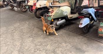 <p>This dog&rsquo;s creative way of scratching an itch is absolutely hilarious. The pup had to become inventive in order to get to a hard-to-reach itch. Watch this short but hysterical clip to see what measures this canine took to reach an itch on its body.</p>

<p>Have you ever had an itch that, regardless of how much you twisted and contorted your body, you could not reach? Of course you have. We&rsquo;ve all been there, and it&rsquo;s one of the worst, most annoying feelings in the world. If we could just reach that itch, we would feel so much better.</p>

<p>Until we&rsquo;re able to scratch that itch, that&rsquo;s all we&rsquo;ll be able to think about. You will drive yourself crazy thinking about the spot that has, for whatever reason, started to itch. It will be the only thing you can think about, and because of that, the itch becomes even worse. It becomes a vicious cycle until we find a way to scratch that itch. But when we finally do scratch that itch, there is arguably no better feeling in the world.</p>

<p>In a posted clip, this type of situation must have been what one adorable pup was experiencing. The animal had an itch that it desperately needed scratched. While animals are pretty flexible, able to put their bodies into odd positions, they still cannot reach every spot. So, when this happens, what is a pup to do?</p>

<p>Well, when this happened to one canine in China, it got creative and used its surroundings to help. The dog used the bottom of a scooter, rubbing itself back and forth on the bike. It may not have been a conventional method, but it still managed to get the job done, and when you have an itch that is driving you crazy, that is all that matters.</p>

<p><em><strong><a href="https://www.godtube.com/bible/genesis/1-21">Genesis 1:21</a></strong> &ldquo;And God created great whales, and every living creature that moves, which the waters brought forth abundantly, after their kind, and every winged fowl after his kind: and God saw that it was good.&rdquo;</em></p>
