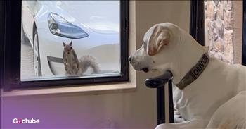 <p>This dog and squirrel&rsquo;s longtime friendship is the cutest thing you&rsquo;ll see today. While the two may seem like the most unlikely of pals, they have been hanging out together for years. Watch the short but adorable clip to hear more about these two buddies, who have been friends for quite some time.</p>

<p>Can anyone have too many friends? Is there a number at which people say they&rsquo;ve reached their capacity for friendships? &ldquo;No, I&rsquo;ve gotten all the pals I need right now. Come back and try again later.&rdquo; I believe, and likely so does a majority of the population, that the answer to that question is a very emphatic no.</p>

<p>We can never have too many friends. It&rsquo;s impossible to reach a maximum capacity in terms of buddies and pals. You can never have too many individuals whom you can turn to and trust during a time of great need and difficulty. Friendships make life all the better, creating a fuller and richer experience. The person with many friends is blessed, while the individual with few or even no friends is lonely.</p>

<p><a href="https://www.youtube.com/watch?v=mhktCp5xU4w">A &nbsp;clip posted on YouTube</a> details one of the oddest, most unusual friendships you will ever hear. It mentioned how a bird and dog, Helen and Oliver, have a strange but strong bond.</p>

<p>This is not some friendship that just started overnight, either. The video&rsquo;s title indicates that Helen has visited Oliver every day for the past five years. That&rsquo;s commitment and dedication! It also points out how Helen will react whenever Oliver goes out for his daily walks, and how Helen will even, on occasion, bring her babies with her while she spends time with Oliver.</p>

<p>Friendships are beautiful things. They can happen anywhere and everywhere, becoming pals with people from all walks of life. As it turns out, as shown in the video, you don&rsquo;t even have to be of the same species to forge a beautiful and unspoken bond.</p>

<p><em><strong><a href="https://www.godtube.com/bible/john/15-13">John 15:13</a></strong> &ldquo;Great love has no man than this, that a man lay down his life for his friends.&rdquo;</em></p>
