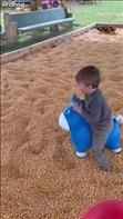 The video is of my two year old son saddling himself onto a toy horse and hopping a few times before diving head first into the corn bin, looking funny and defeated, where he appears to just surrender to his fate.