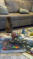 This cat was minding his own business when a baby suddenly screamed nearby. His reaction? Standing up like a meerkat and looking absolutely shocked, as if questioning all his life choices. Credit: Lalita Nikolayenk