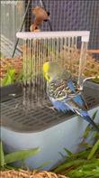 Anthony, a rescued Budgerigar (also known as a parakeet), enjoys a gentle shower bath.