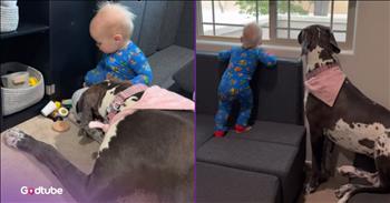 <p>A toddler and two Great Danes share the sweetest bond, and it&rsquo;s nothing short of pure adorableness. It&rsquo;s clear that those two massive pups will let no harm befall the young man. Watch the brief but precious clip for a quick look at the sweet relationship between a young man and the two large dogs, who seem determined to keep a close eye on him.</p>

<p>It's been said that a dog is man&rsquo;s best friend. While this is an extremely popular saying and likely true, I&rsquo;m sure those who consider themselves cat people would have something to say about that. They will, in all likelihood, be incredibly wrong, but they are still welcome to hold that opinion: that cats are man&rsquo;s best friend.</p>

<p>As we all know, cats can be fickle, temperamental and aloof, while dogs are seemingly right in your face constantly, always waiting to see you come home, and ready to greet you. Cats, on the other hand, will acknowledge your presence when they are good and ready, if that time ever does arrive.</p>

<p>It's abundantly clear from an endless string of news stories, YouTube clips and posts on social media platforms like Instagram and TikTok that dogs are loyal to the end. When they become attached to someone, there isn&rsquo;t anything that a dog wouldn&rsquo;t do for them, as all dog owners &ndash; past and present &ndash; know firsthand.</p>

<p><a href="https://www.tiktok.com/@the_oakie_dokie/video/7599052641720634637">In a clip posted on social media</a>, two Great Danes carefully look after a young man, a 15-month-old toddler. In fact, the two massive pups keep such a close eye on the child that the young man&rsquo;s mother lovingly refers to the dogs and the child&rsquo;s nannies.</p>

<p>That clip is nothing but love between those three, and it&rsquo;s incredibly sweet. But then again, would anyone expect anything less from a dog?</p>

<p><em><strong><a href="https://www.godtube.com/bible/genesis/1-21">Genesis 1:21</a></strong> &ldquo;And God created great whales, and every living creature that moves, which the waters brought forth abundantly, after their kind, and every winged fowl after his kind: and God saw that it was good.&rdquo;</em></p>
