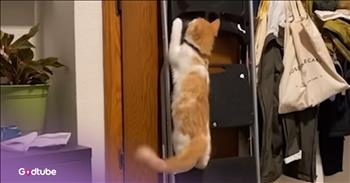 <p>This cat loves climbing, and apparently, also enjoys stealing. The feline, who has a fascination with getting to and being in elevated places, hilariously harbors more nefarious interests. Watch this short but hysterical clip to see how this cat combines two of its biggest interests.</p>

<p>Is there anyone who does not love animals? If there are, they probably won&rsquo;t voice that opinion publicly. But seriously, how could you not love and appreciate those cute, furry and four-legged creatures? Most of them, especially dogs and cats, just want a little bit of love and attention. Do that, and you&rsquo;ll have a friend for life.</p>

<p>Now, as you may know, when it comes to pets, many people divide themselves into one of two camps. People either consider themselves dog or cat people, and there is minimal, if any, crossover between them. Then, after selecting your camp, you must endlessly and loudly advocate for why one is better than the other, or something like that.</p>

<p>Those who prefer cats understand that felines are all different, but also alike in many ways. For instance, they cannot be told what to do because they are some of the strongest-willed creatures on Earth. They will only do what they want when they want. They are also some of the funniest creatures, with their own unique personalities.</p>

<p><a href="https://www.youtube.com/watch?v=u_1Hyzb6WgM">In a clip posted on YouTube</a>, a couple discovered that their cat, Percy, enjoyed climbing. So, to give the cat an extra thrill, they installed an obstacle course in their house. But after the cat reached higher, elevated areas in their home, they learned that their cat also had a penchant for thievery. &nbsp;Any chance it got to swipe a hat, the cat would do it.</p>

<p>&ldquo;Did we make a horrible mistake?&rdquo; one of Percy&rsquo;s owners hilariously asked.</p>

<p>To try to curtail Percy&rsquo;s hat snatching, they got him one of his own, thinking that might help. Percy didn&rsquo;t seem to be into wearing a hat.</p>

<p>&ldquo;He&rsquo;s like a little troll that hoards hats,&rdquo; another of Percy&rsquo;s owners said.</p>

<p><em><strong><a href="https://www.godtube.com/bible/genesis/1-21">Genesis 1:21</a></strong> &ldquo;And God created great whales, and every living creature that moves, which the waters brought forth abundantly, after their kind, and every winged fowl after his kind: and God saw that it was good.&rdquo;</em></p>
