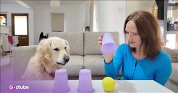 <p>A Golden Retriever put its intelligence on full display in this adorable clip. The brainy canine showed it has a surprisingly high level of smarts, quickly deciphering the object of the game in a matter of moments. Watch the short but sweet video to see what the cute, furry, four-legged creature did, and how it was correct more than it was wrong during its little game.</p>

<p>Everyone loves animals. They are so cute, loving and loyal. How could you not love them? Can anyone say with a completely straight face that they do not, that they&rsquo;d rather those precious critters avoid them for the rest of their lives? What kind of person would ever say that?</p>

<p>Anyone who has ever had a pet understands that animals are much more intelligent than most people would like to admit. Dogs, especially, seem to have been blessed with a considerable amount of intelligence. Many possess an uncanny ability to read and understand specific situations and people&rsquo;s emotions. It&rsquo;s incredible what they can do. Give them a chance, and animals will surprise you, as every pet owner is fully aware of.</p>

<p><a href="https://www.youtube.com/watch?v=0z3iLrWUNF0">In a clip posted on YouTube</a>, a sweet, adorable pup is put to the test. The young woman uses a tennis ball and three plastic cups, placing the ball under one of them. She then swiftly shuffles the cups around to see if the dog can locate the ball.</p>

<p>This same process happens multiple times during the short clip. Sometimes the dog is successful and quickly sniffs out the ball and chooses the correct cup. On other occasions, the animal gets it wrong, but more times than not, the dog chooses the cup concealing the tennis ball.</p>

<p>Animals are special creatures who always make life a better, richer and fuller experience.</p>

<p><em><strong><a href="https://www.godtube.com/bible/genesis/1-21">Genesis 1:21</a></strong> &ldquo;And God created great whales, and every living creature that moves, which the waters brought forth abundantly, after their kind, and every winged fowl after his kind: and God saw that it was good.&rdquo;</em></p>
