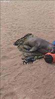 Galapagos sea lion just came and took a human's place on the beach. It made itself very comfort with its head on the pillow. Credit: Alisa Smyrna