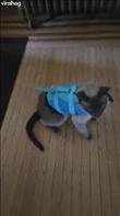 My wife and I bring our "adventure kitty" with us wherever we go. We were planning on bringing him to the cabin up north on a lake for the 4th of July and thought that we should keep him safe while on the pontoon boat if he falls or jumps off. We purchased a small dog life jacket and when I went to test fit it, he stiffened up like a board and then slowly fell over with a thump as shown in the adorable and hilarious clip. Credit: Seydlitz the Ca