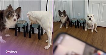 <p>These impatient pups appreciate their dinner being on time. The two canines get a tad perturbed whenever their evening meal is later than expected. Watch the short but hysterical clip to see how the two sweet dogs react when dinner is not where it should be at the time it&rsquo;s expected to be there.</p>

<p>People love their routines. We are all creatures of habit, who, even if we don&rsquo;t realize it, likely have hundreds of habits and routines. Where would we be if our routines were disrupted even the slightest bit? Sadly, we&rsquo;ve been there before, and it&rsquo;s a place that we hope never to revisit anytime soon. &nbsp;&nbsp;</p>

<p>For instance, we all know what happens when those caffeine-addicted people we work with don't get their morning Starbucks order. They become irritable, likely to jump down your throat at even the most minor of offenses. Not trying to pick on or single out those who must have their Starbucks every morning, but we are all this way in one form or another. If our routine gets thrown off at all, it can leave us feeling discombobulated and all out of sorts for the rest of the day.</p>

<p><a href="https://www.youtube.com/shorts/lkrOsATr8Go">A clip posted on YouTube</a> shows that even canines have routines, as every pet owner knows. And having a routine means that they, too, like it when it&rsquo;s upheld and not disrupted. This shows what happens and how they respond whenever their dinnertime routine is off, even just a little bit. Spoiler alert: they do not appreciate it.</p>

<p>The short clip begins with the two dogs waiting patiently by their food bowls. They understand that it&rsquo;s 6 p.m., yet their bowls remain empty. There is no food in sight. So, in response, they take matters in their own hands&hellip;.or paws.</p>

<p>This just goes to show that it&rsquo;s not a good idea to mess with an animal&rsquo;s routine, especially when it involves food.</p>

<p><em><strong><a href="https://www.godtube.com/bible/genesis/1-21">Genesis 1:21</a></strong> &ldquo;And God created great whales, and every living creature that moves, which the waters brought forth abundantly, after their kind, and every winged fowl after his kind: and God saw that it was good.&rdquo;</em></p>
