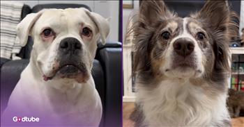 <p>This unexpected move and an intense staring contest. No one saw this coming, as the two pups were locked in a fierce, highly contentious battle of wills. Watch the short but hysterical clip to see what finally ended the staring contest between these two precious pups.</p>

<p>A lot of people are highly competitive and will do whatever they can to claim victory in just about anything. Competition can and often is a good thing, but there are instances and occasions where it can get excessive. I think we can all recall times in our lives when a little friendly competition got out of hand, causing feelings to be hurt and relationships to be damaged. Not everything has to be a competition, but with some people, unfortunately, that is the case.</p>

<p>But when you bring together two ultra-competitive people, it can be a disaster for everyone involved. There is tension in the air, and the fun can quickly be sucked out of everything, and that&rsquo;s a situation and an atmosphere that no one enjoys. It turns out, as <a href="https://www.youtube.com/shorts/rftUdU26zUo">one clip posted on YouTube</a> makes clear, that this sense of ultra, over-the-top competitiveness can even include man&rsquo;s best friend.</p>

<p>In the video, two pups are staring at one another. For what reason, we do not know, but we witness the two animals intensely looking at one another. Neither is willing to give an inch or a blink. This looked like a prolonged competition, something that could go on for several minutes.<br />
But then something happens, something much more important to both of the adorable dogs, and it immediately breaks their staring battle. They now have much bigger and more important concerns.</p>

<p>When it comes to animals, and to many people, food and the stomach will always win out, no matter the circumstances of the present situation.</p>

<p><em><strong><a href="https://www.godtube.com/bible/genesis/1-21">Genesis 1:21</a></strong> &ldquo;And God created great whales, and every living creature that moves, which the waters brought forth abundantly, after their kind, and every winged fowl after his kind: and God saw that it was good.&rdquo;</em></p>
