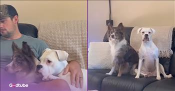 <p>These pups had a surprising reaction to being left alone with a smartphone. Leaving your pup alone in a room with your phone may be the wrong move, and it could cost you. Watch the short but hysterical clip to see what these two dogs did when they saw an opportunity and took it.</p>

<p>Technology is constantly improving and advancing. Don&rsquo;t believe me? How many times does your phone tell you there's an update available to fix this or that issue? Also, nearly every day, there are a handful of app updates on your phone. It&rsquo;s honestly gotten kind of ridiculous how many times those apps feel the need to be updated.</p>

<p>Those are only a few of the many ways in which technology is constantly being upgraded and refined. We seem to be unable to go anywhere without having our faces buried in screens. Also, the presence of artificial intelligence like Alexa, Siri, and ChatGPT in our lives is expanding rapidly, some might even say, at a frightening pace.&nbsp;<br />
&nbsp;<br />
As we continue to get used to these ongoing technological advancements, it appears that dogs are doing their best to learn them as well. <a href="https://www.youtube.com/shorts/E51DJHA_nao">A clip posted on YouTube</a> shows what a couple of dogs were able to do with a smartphone, and the results are beyond hysterical.</p>

<p>The video shows the two pups hanging out with their owners, living their best lives. Then the man and woman go about completing some everyday tasks. He goes outside to mow, and she heads out to the grocery store. The dogs are left alone inside with a smartphone, which proves costly.</p>

<p>Quickly, the pups type out and send a text message to the woman, asking her to pick up a very specific, but delicious item. She hilariously complies, believing the request came from her husband.</p>

<p><em><strong><a href="https://www.godtube.com/bible/genesis/1-21">Genesis 1:21</a></strong> &ldquo;And God created great whales, and every living creature that moves, which the waters brought forth abundantly, after their kind, and every winged fowl after his kind: and God saw that it was good.&rdquo;</em></p>
