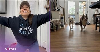 <p>Do you think and believe your dog loves you the most? These pups might make you rethink that conclusion. Watch this short but hysterical clip to see how these pups wounded this dog owner&rsquo;s ego, and will likely have other pet owners wondering about how much their pet really likes them.</p>

<p>Every pet owner loves to be greeted by their four-legged, furry friend whenever they walk through the door after returning from a long day at the office. That kind of welcome home can make a bad day a little better and a good day great. Who wouldn&rsquo;t want that? It demonstrates that your pet missed you while you were gone and how much you mean to them. &nbsp;</p>

<p>But how much does your pet really love and adore you? Sure, every pet owner couldn&rsquo;t possibly imagine life without their beloved cat, dog, rabbit or whatever other animal someone might keep as a pet. Do those animals truly have eyes only for you, or do they love what you can do for and give them?</p>

<p>Whatever the case may be, don&rsquo;t ever make a pet choose between you and their favorite treat. That is a scenario likely to end only in disappointment, injured feelings, and a severely bruised ego for you. <a href="https://www.youtube.com/shorts/5Pjs0N4Befs">A clip posted on YouTube</a> makes this situation all too real, likely something most pet owners have experienced at some point.</p>

<p>The hysterical video begins with two pups doing what dogs do best: resting. However, their serenity is interrupted when they hear the door handle turning. Both immediately rise up to see who is coming through the door. It&rsquo;s their favorite person, and they both start darting across the floor to her.</p>

<p>But looks can be deceiving, and that is the case here. The woman thought her two sweet pups were rushing over to feel her warm and loving embrace. That was not the case at all. They were both interested in what was in the grocery bags in her right hand.</p>

<p><em><strong><a href="https://www.godtube.com/bible/genesis/1-21">Genesis 1:21</a></strong> &ldquo;And God created great whales, and every living creature that moves, which the waters brought forth abundantly, after their kind, and every winged fowl after his kind: and God saw that it was good.&rdquo;</em></p>
